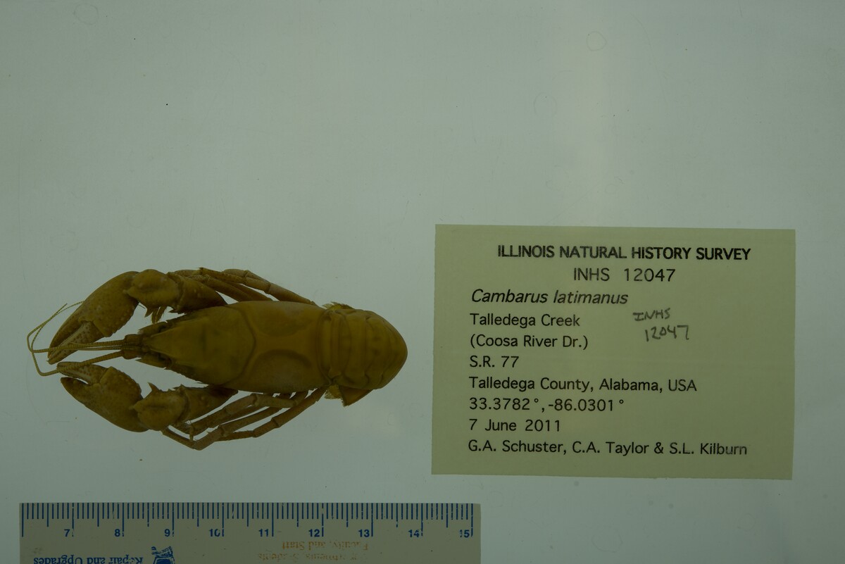 Cambarus latimanus image